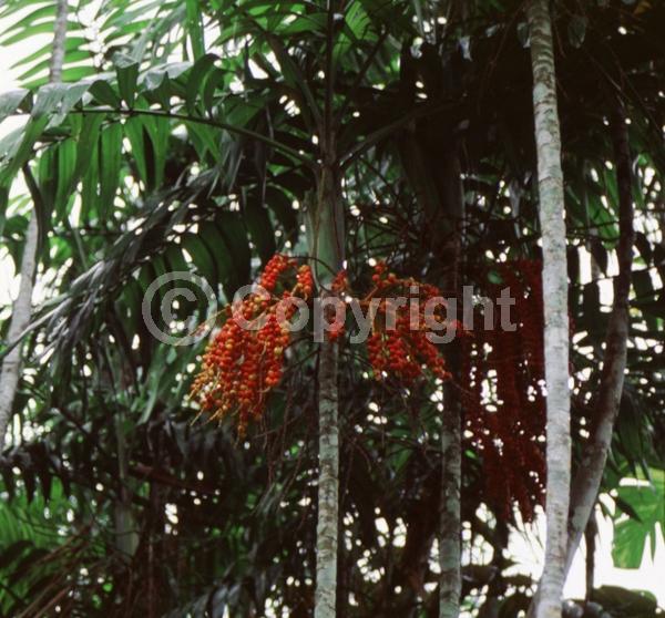 White blooms; Evergreen