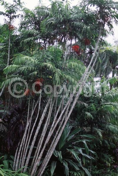 White blooms; Evergreen