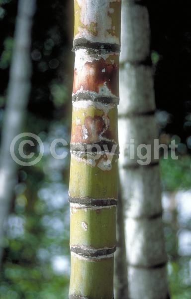 White blooms; Evergreen
