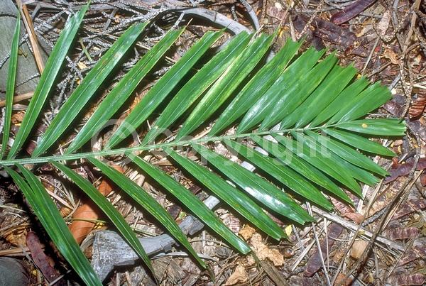 White blooms; Evergreen