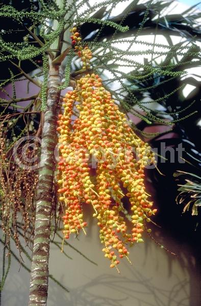 White blooms; Evergreen