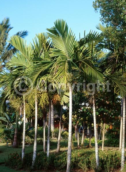 White blooms; Evergreen