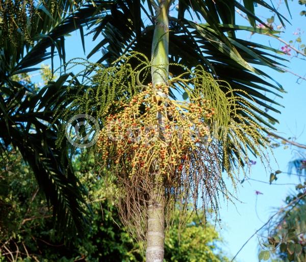 White blooms; Evergreen
