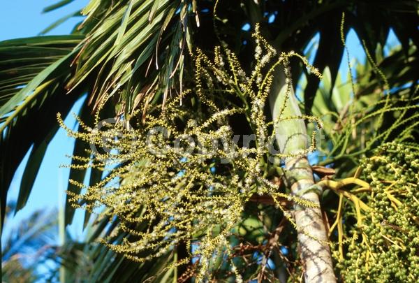 White blooms; Evergreen