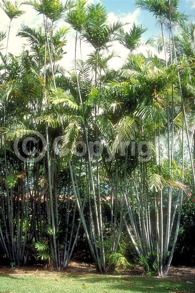 White blooms; Evergreen