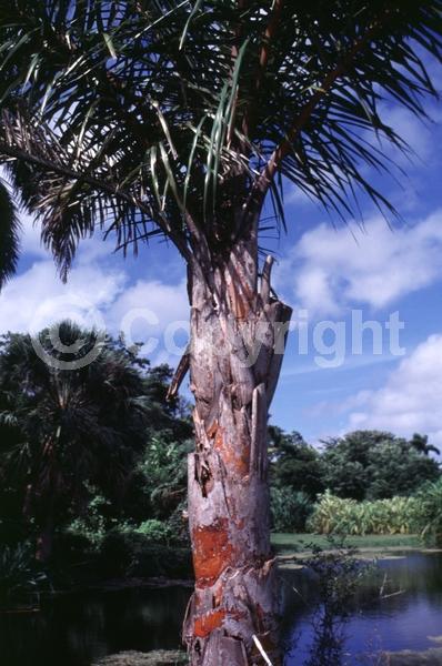 White blooms; Evergreen