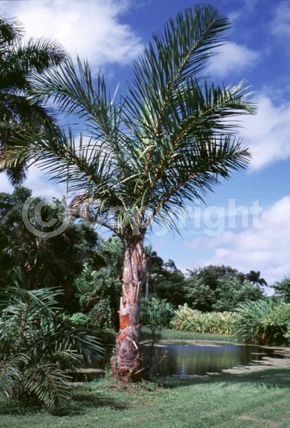 White blooms; Evergreen