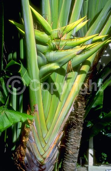 White blooms; Evergreen; Broadleaf