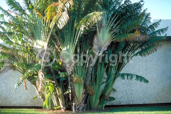 White blooms; Evergreen; Broadleaf
