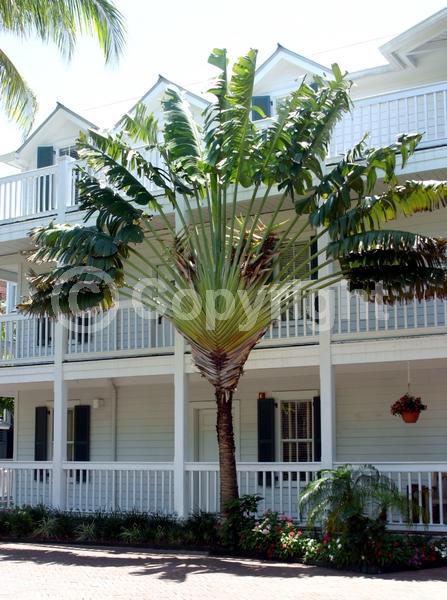 White blooms; Evergreen; Broadleaf