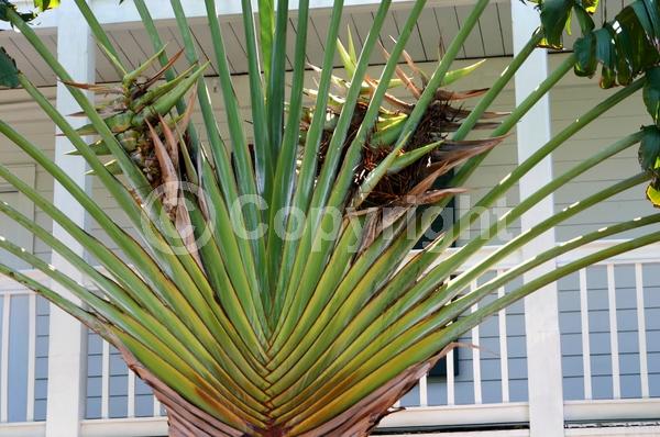 White blooms; Evergreen; Broadleaf