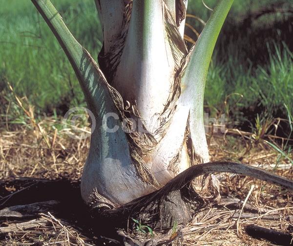 White blooms; Evergreen; Broadleaf