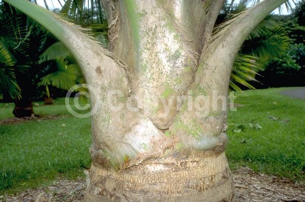 White blooms; Evergreen; Broadleaf