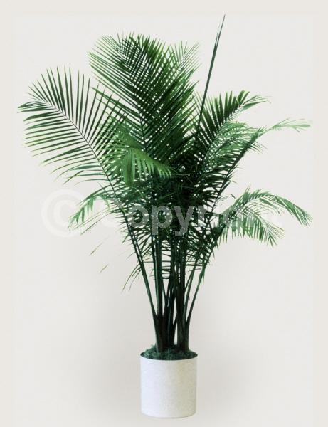 White blooms; Evergreen; Broadleaf