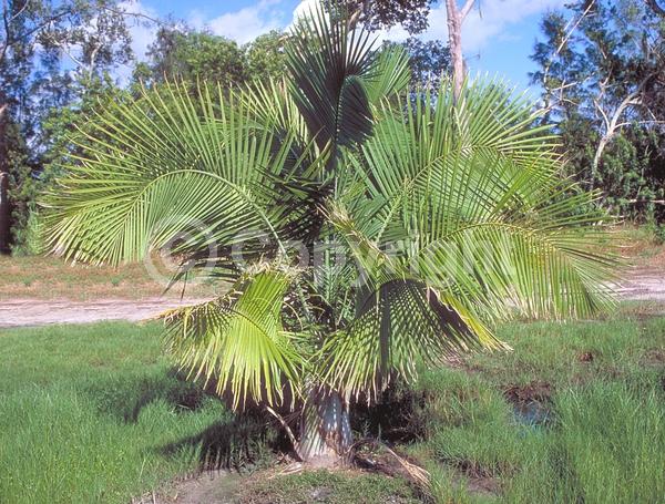 White blooms; Evergreen; Broadleaf