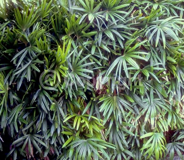 Yellow blooms; Evergreen