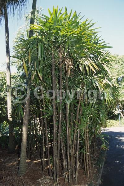 Yellow blooms; Evergreen