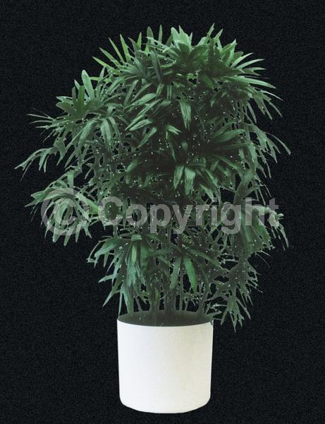 Yellow blooms; Evergreen