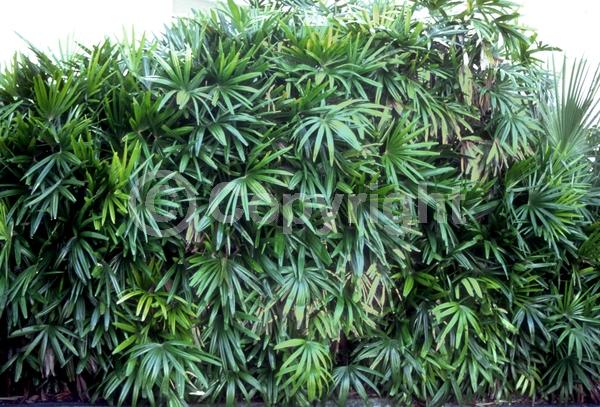 Yellow blooms; Evergreen