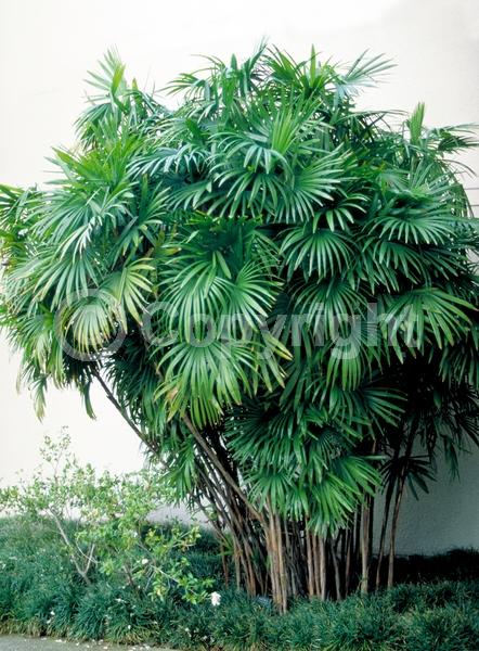 Yellow blooms; Evergreen