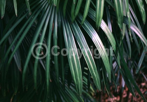 Yellow blooms; Evergreen