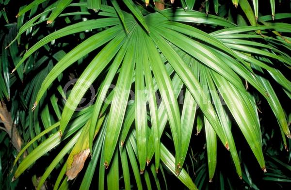 Yellow blooms; Evergreen