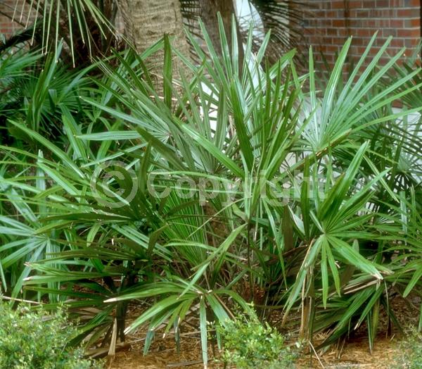 Red blooms; Evergreen; Broadleaf; North American Native