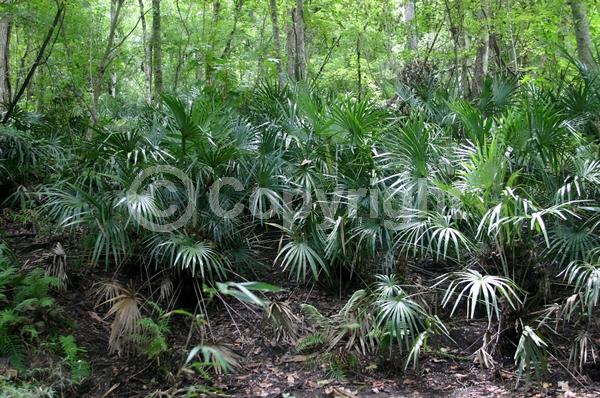 Red blooms; Evergreen; Broadleaf; North American Native