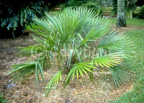 Red blooms; Evergreen; Broadleaf; North American Native