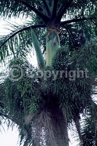 Yellow blooms; Evergreen; North American Native