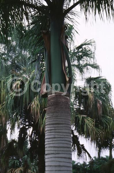 Yellow blooms; Evergreen; North American Native