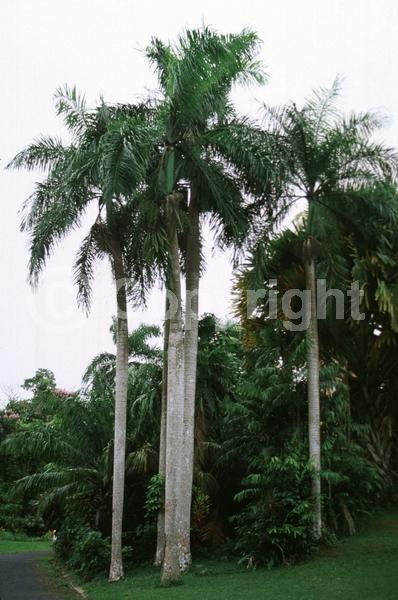 Yellow blooms; Evergreen; North American Native