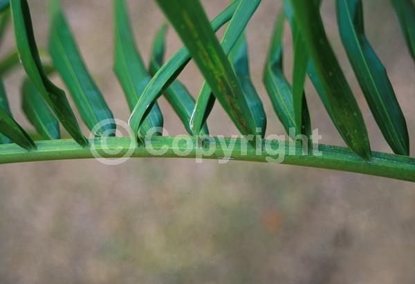 Yellow blooms; Evergreen; North American Native