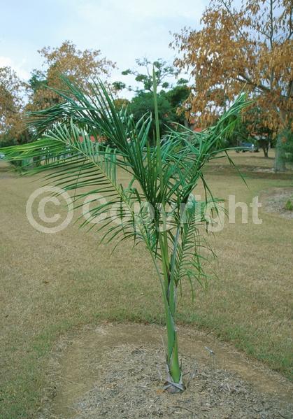 Yellow blooms; Evergreen; North American Native