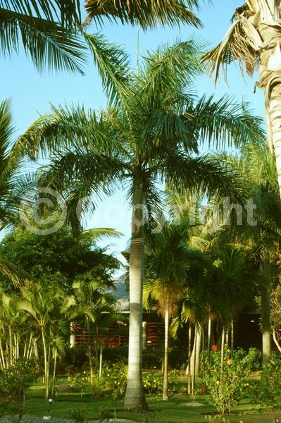 Yellow blooms; Evergreen; North American Native