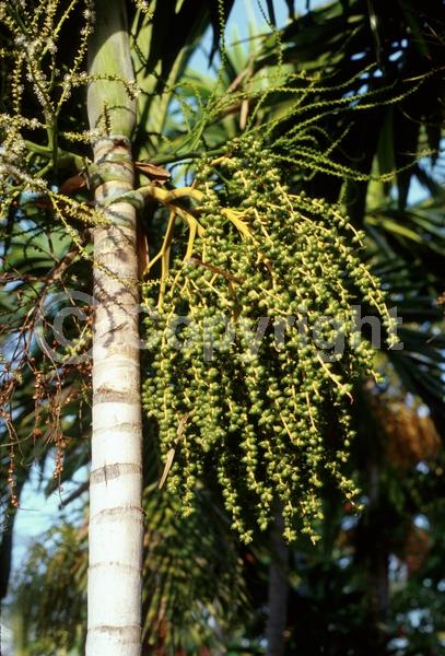 Yellow blooms; Evergreen; North American Native