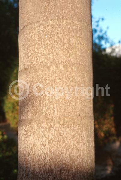 Yellow blooms; Evergreen; North American Native