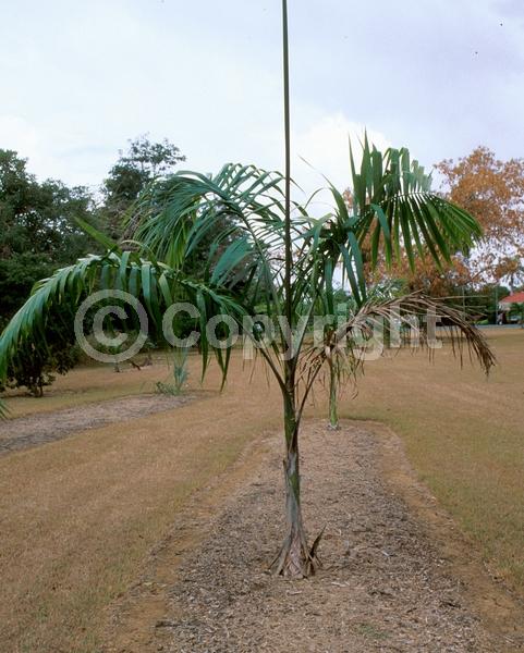 Yellow blooms; Evergreen