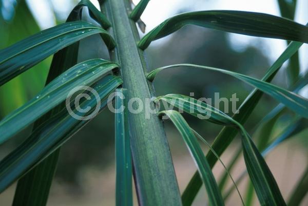 Yellow blooms; Evergreen