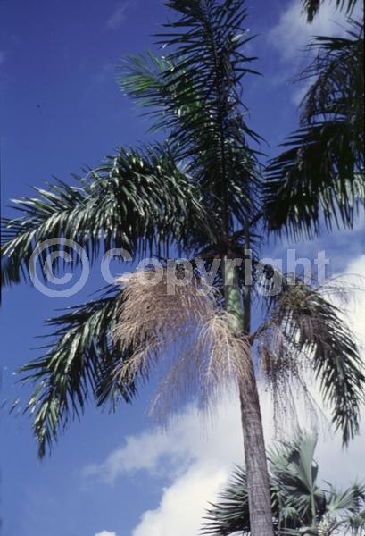 Yellow blooms; Evergreen