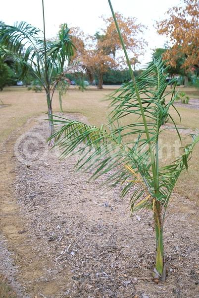 Yellow blooms; Evergreen; North American Native