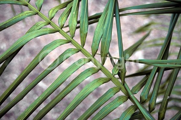 Yellow blooms; Evergreen; North American Native