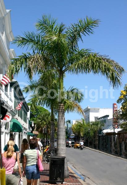 Yellow blooms; Evergreen; North American Native
