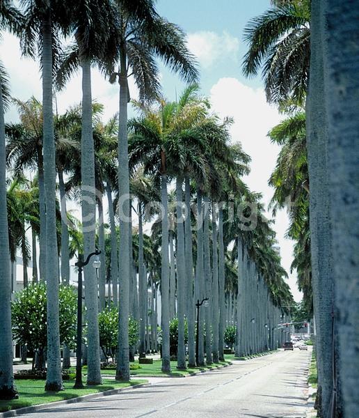 Yellow blooms; Evergreen; North American Native