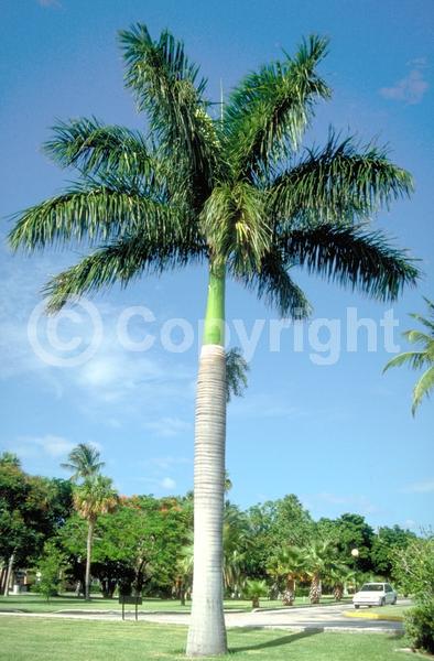 Yellow blooms; Evergreen; North American Native