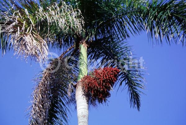 Yellow blooms; Evergreen; North American Native