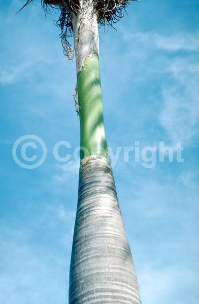 Yellow blooms; Evergreen; North American Native