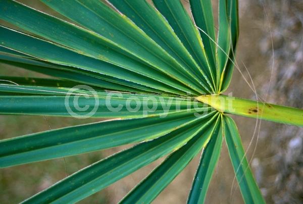 White blooms; Evergreen; Broadleaf