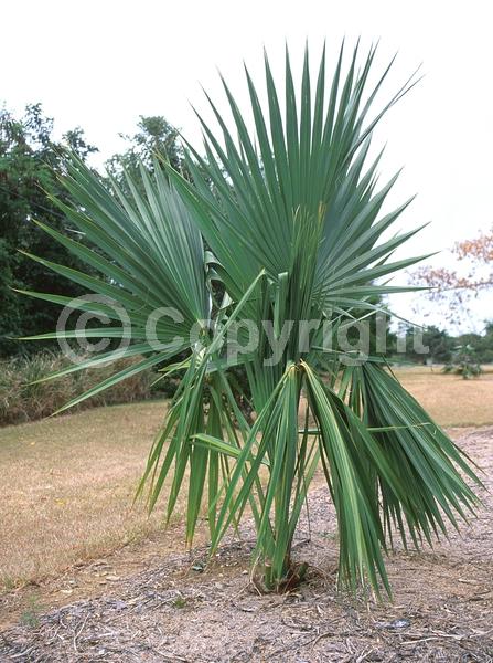 White blooms; Evergreen; Broadleaf