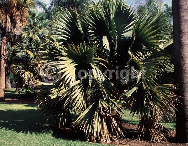 White blooms; Evergreen; Broadleaf